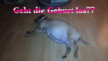 Wann geht die Geburt beim Hund los?