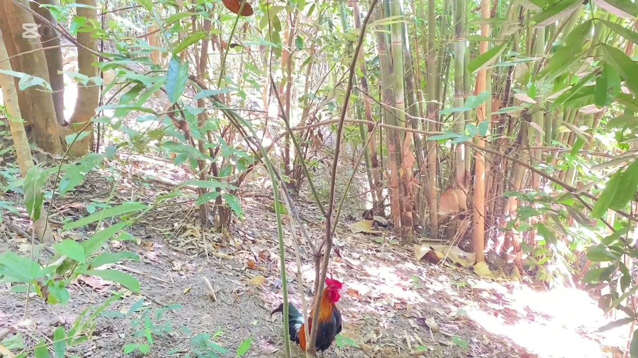 Dib qaib qus Tso qaib dib qua