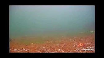 A Crab walks along the ocean floor - explore.org - OrcaLab - Strider Rubbing Beach Underwater