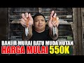 Murai MH Mulai 550K ! Banjir 250 Ekor Murai Batu MH Non Gembung, Cucak Ijo, DLL Kios Pak Dongkol