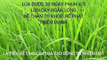 phun thuốc ngắn lóng cứng cây/ Vụ thu đông 2022