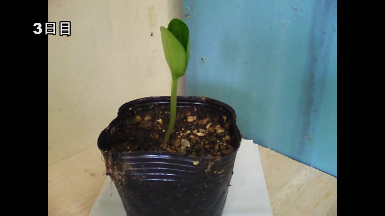 小学5年理科観察 植物の発芽と成長 ヘチマの発芽を観察しよう Youtube