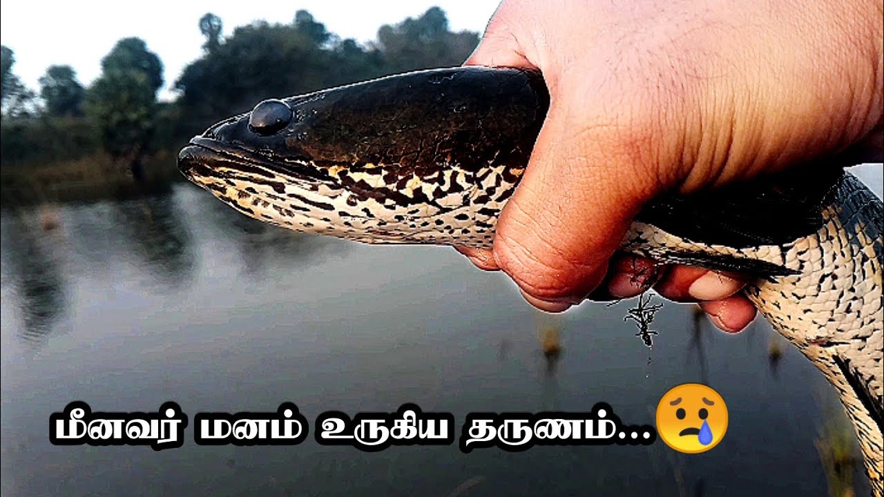 The pain caused to the fisherman by this fishd | fishing tamil #fishing #fishingvideo #fish