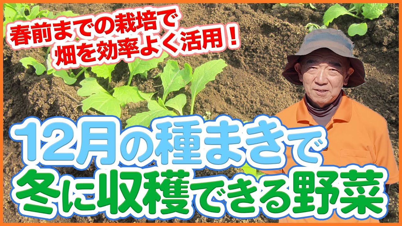Introducing vegetables that can be sown in December and harvested