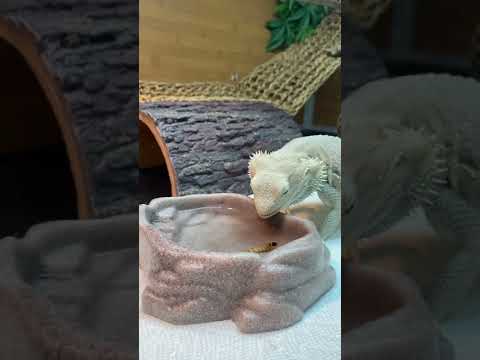 Video: Ano ang hypo snow bearded dragon?