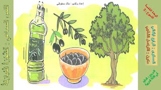 النص السماعي الشجرة المباركة المستوى الرابع ابتدائي المفيد في اللغة العربية