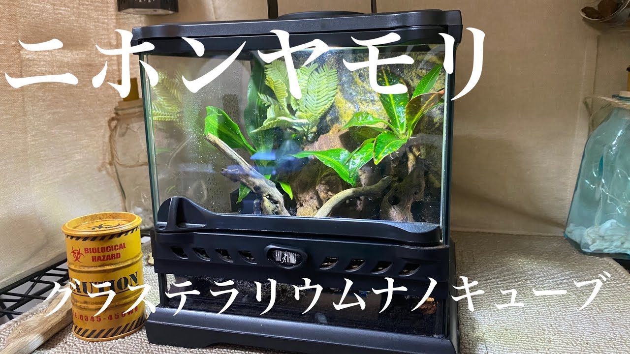続編】オッドアイ！ニホンヤモリ飼育レイアウト - YouTube