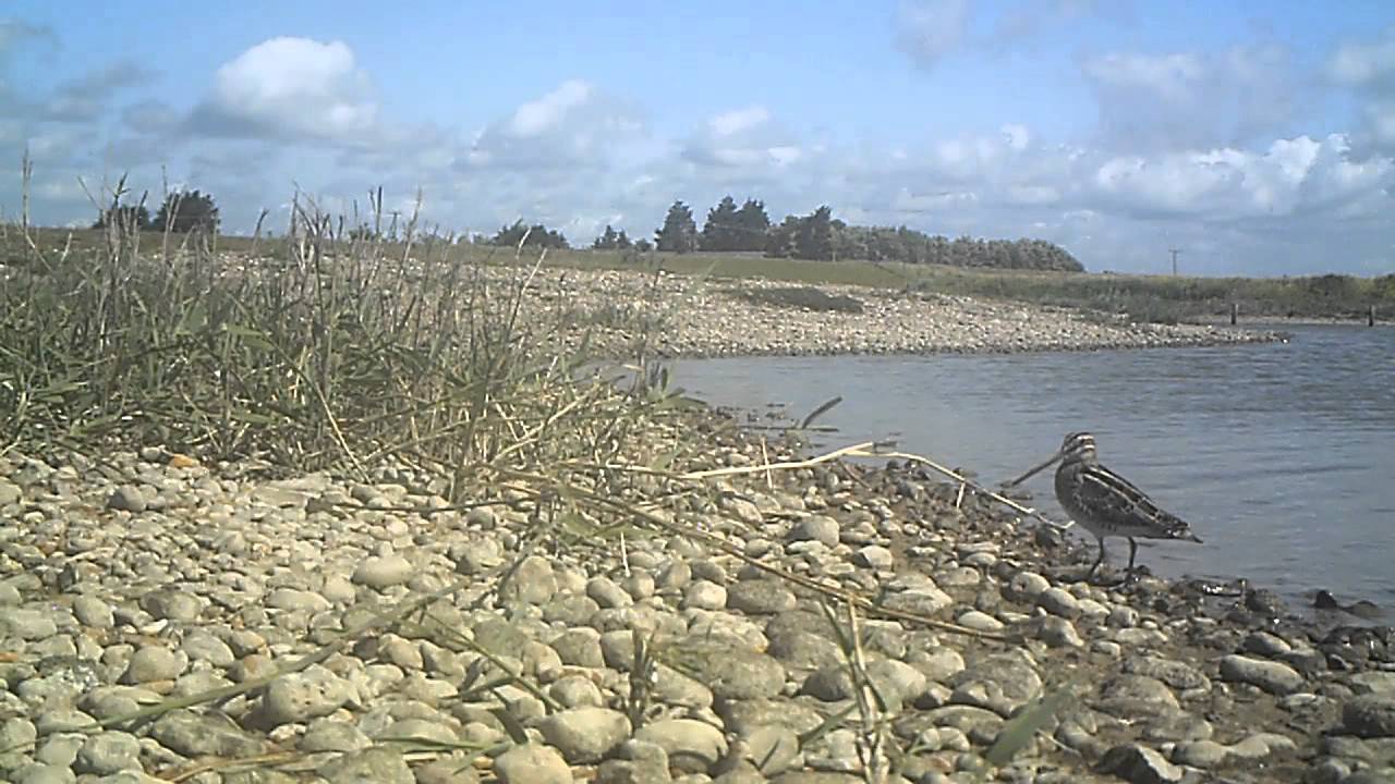 Common Snipe Dancing 