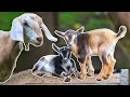 Are The NEW Miniature Baby Goats OK Around The Bigger Goats?🐐❓