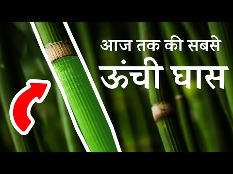 वीडियो: कौन सी घास सबसे ऊंची है