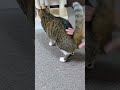 キジトラ猫に本気のお尻トントンをしたら…完全敗北した飼い主#Shorts
