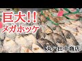 【北海道】初訪問!古平町の『丸ハ田中商店』50センチの特大メガホッケが安い!!