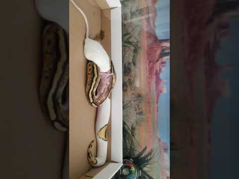 camera iphone 8 plus apk My other snake eating a fat mouse