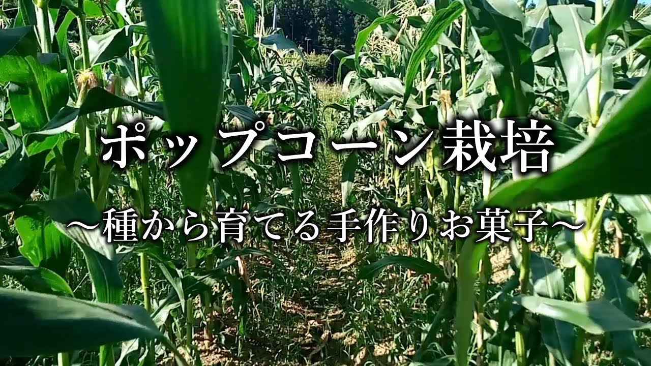 How to grow popcorn in your home garden - YouTube