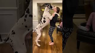 Saint Bernard trying to dominate his mama. 😲 #shorts #funnyshorts #funnydogvideo #dogs.