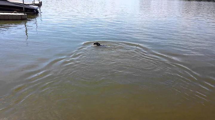 My pup Indy is a natural in the water