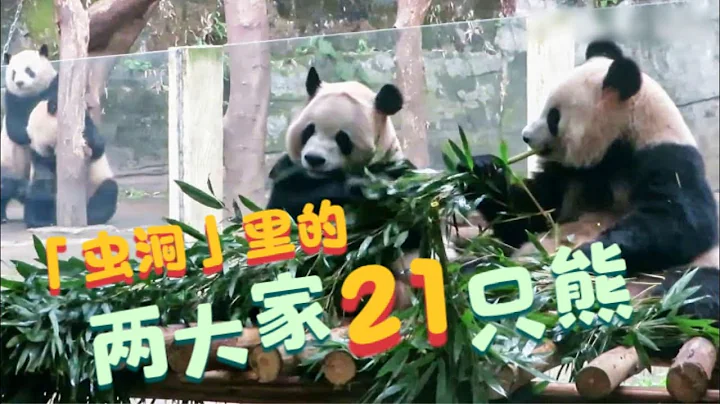 “蟲洞”里的熊貓故事：重慶動物園熊丁興旺，莽仔家又添老五，重動的兩大家子21口熊貓的故事 - 天天要聞