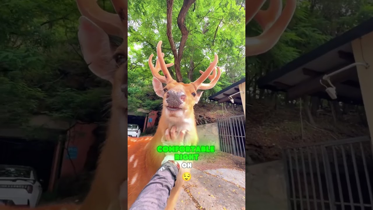 Wanna know what it feels like to pet a sika deer? 🦌👋 #funny #shorts