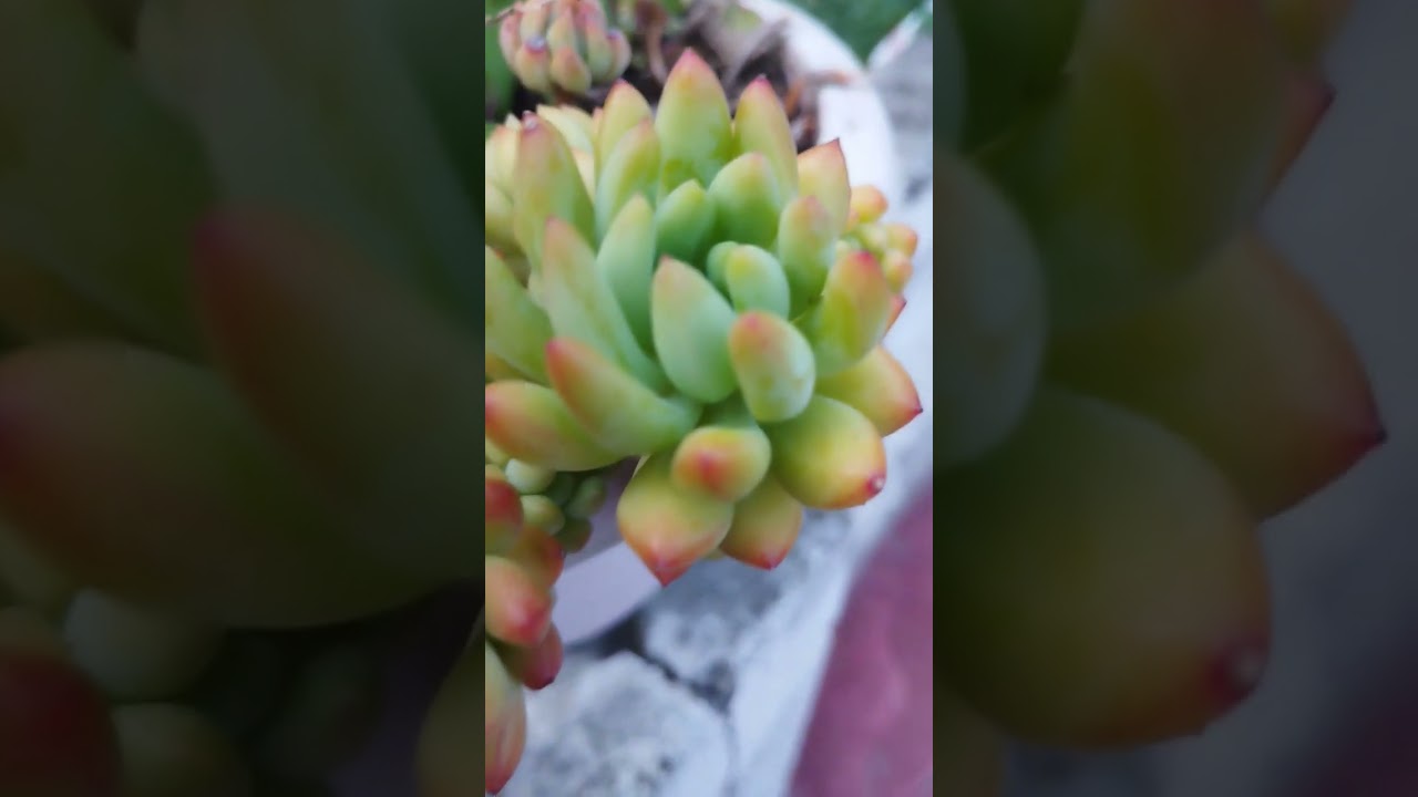 Jelly Bean Plant succulent plants basic knowledge tipssucculent Jelly Bean Plant 