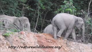 slidding elephant