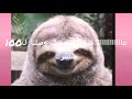 فرحتي لاتوصف وصلت ل100 شكرااااااااااااااااااااااااااااااااااااااااااااا فرحتي لاتوصف وصلت ل100 شكرااااااااااااااااااااااااااااااااااااااااااااا