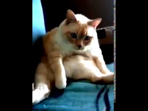 Chat Qui Eternue Et Qui Pete En Meme Temp Ultra Drole Youtube Chat Qui Eternue Et Qui Pete En Meme Temp Ultra Drole Youtube