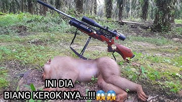 BERBURU DUA ROMBONGAN MONYET YANG BERSATU