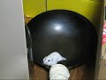 Hamster in a Wok