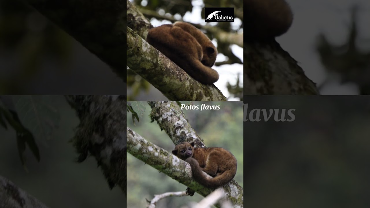 Olinguito-Bassaricyon anelli