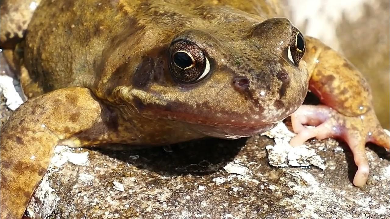 Покажи видео лягушек. Шея земноводных. Жаба в грязи. Лягушка в грязи. Лягушка видео.