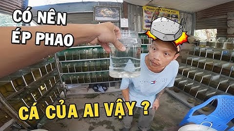 TROLL lấy mất con cá xem phản ứng Ông Chủ Trại Cá Betta và cách Ấp Phao