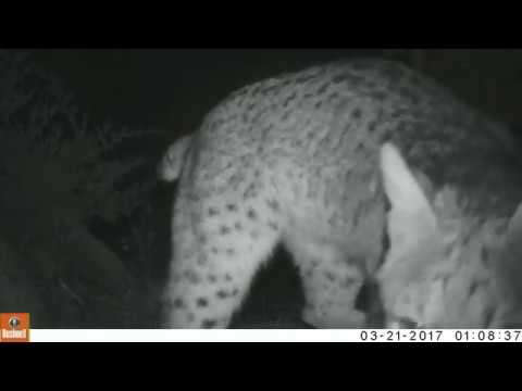 bobcat goldthwait Grey fox barking at bobcat