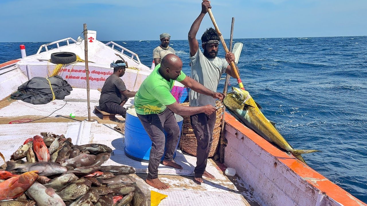 Gatcher Fish Ohh Lucky Day 💢 Monster Catch 🤩 We Caught Lot of Grouper Fishes in Deep ...
