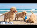 12 Hours Of Dog Calming Music For Dogs Best Video Anti Anxiety When Dogs Stay Home Alone Dog TV mp3