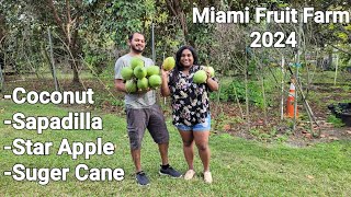 Fruit Farm In Miami Florida 2024