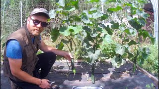 Pruning and Tying up Cucumbers for Maximum and LongLasting Yield!