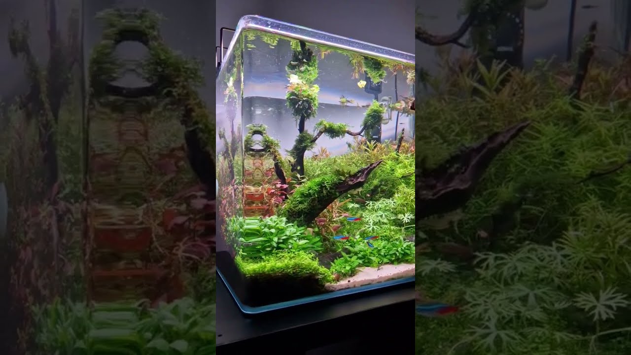 DENNERLE NANO NATURE AQUARIUM 