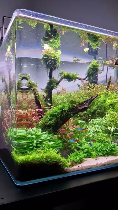 DENNERLE NANO NATURE AQUARIUM!!
