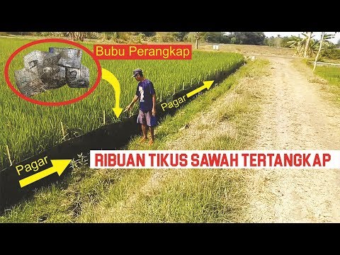 Membasmi Tikus Sawah | Hemat Waktu, Tenaga & Biaya | Terbukti Efektis Membasmi Tikus Sawah | Hemat Waktu, Tenaga & Biaya | Terbukti Efektis