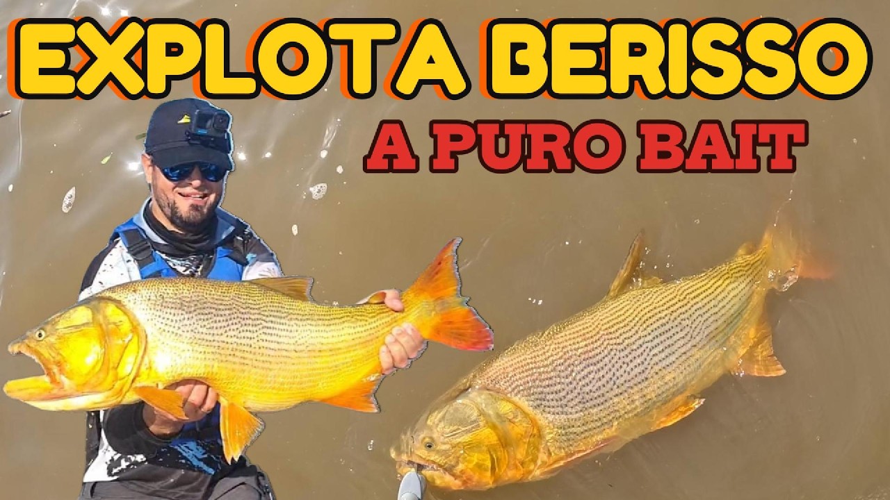 VACA en Berisso. Pescón con señuelos en los malecones.