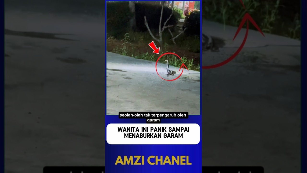 TERNYATA ULAR KOBRA TIDAK TAKUT SAMA GARAM