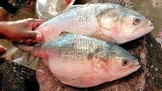 Tasty King!! Delicious Hilsa (ilish) Fish Cutting Live In Bangladesh Fish Market