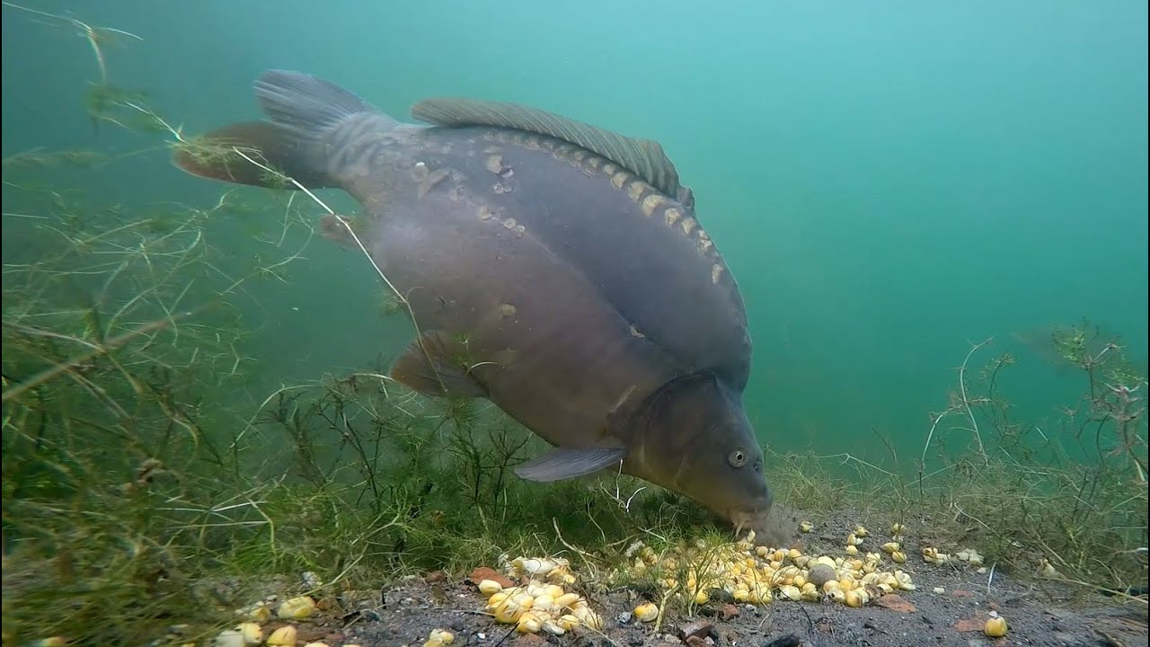 Карп холодных вод. Сазан сом. Карп зеркальный. Карась под водой. Сазан под водой.