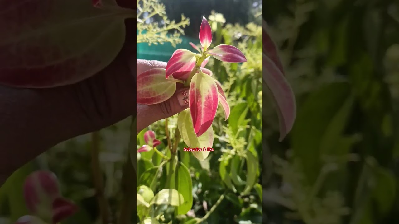 Grow up Cloves plant to easily cutting |