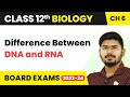 Difference Between DNA and RNA | Class 12 Biology