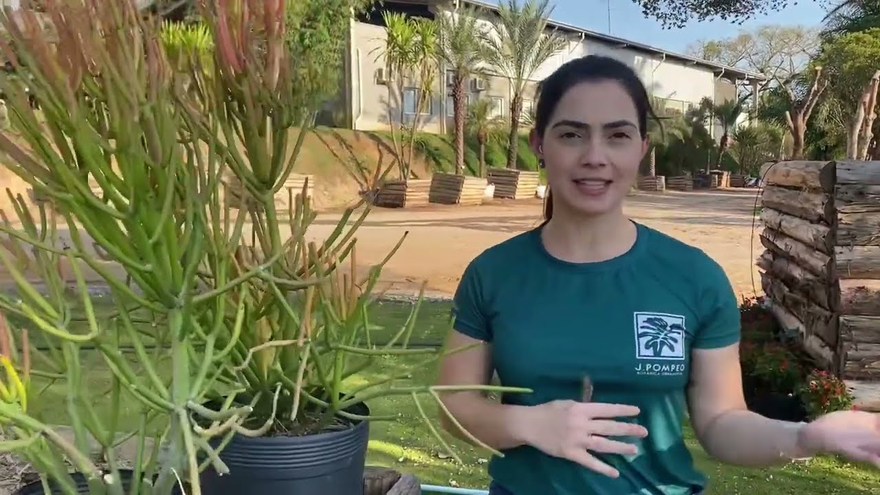 Euphorbia tirucalli sticks on Fire