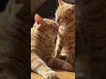 Loving car moment #cats #pets