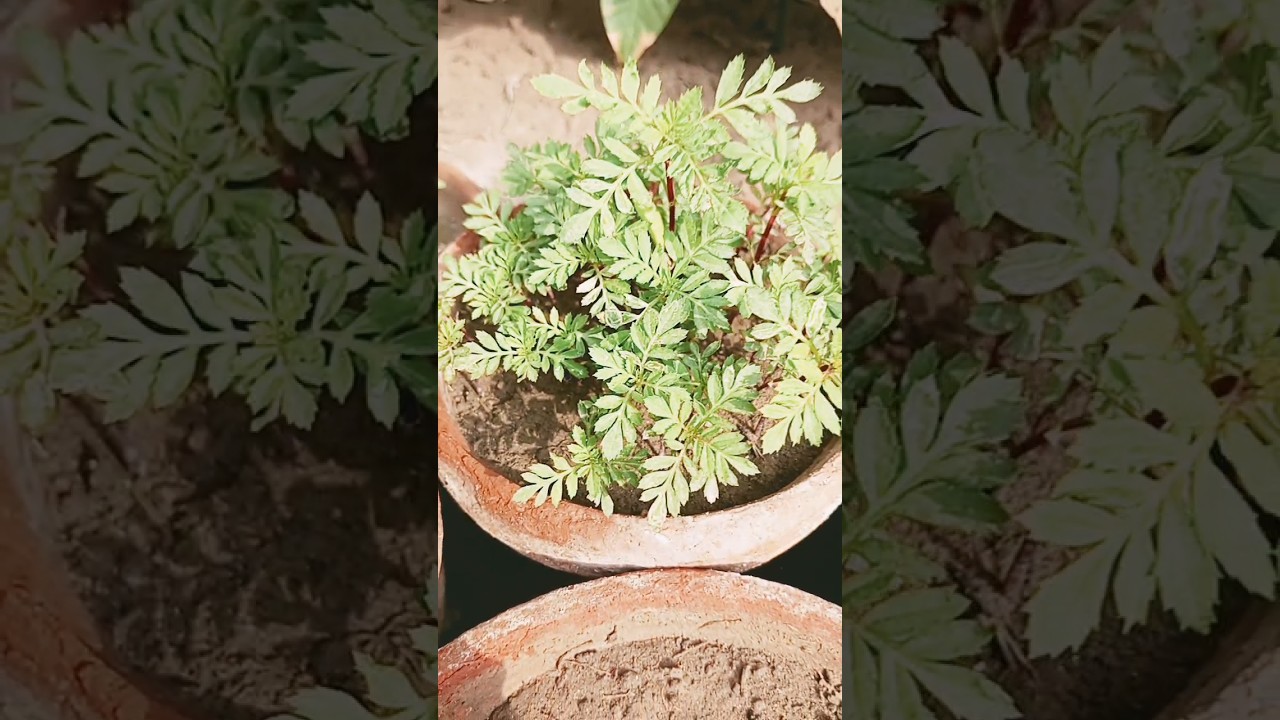 French Marigold Plants🌱 grow from seed | HB Gardeners 