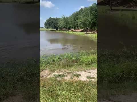 8290 Ward Line Rd, Lake Charles, LA home video tour