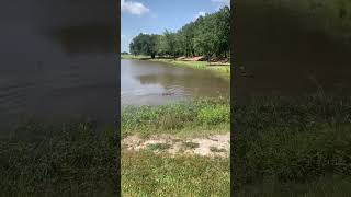 8290 Ward Line Rd video tour